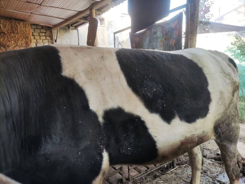 Sotiladi buqa kotta