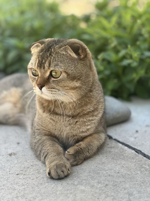Приглашает на связку кот Скоттиш Фолд очень оптный