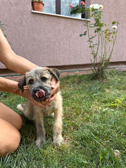Catelusi spre adoptie