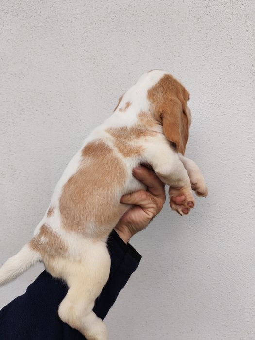 Fetițe beagle deosebite de frumoase