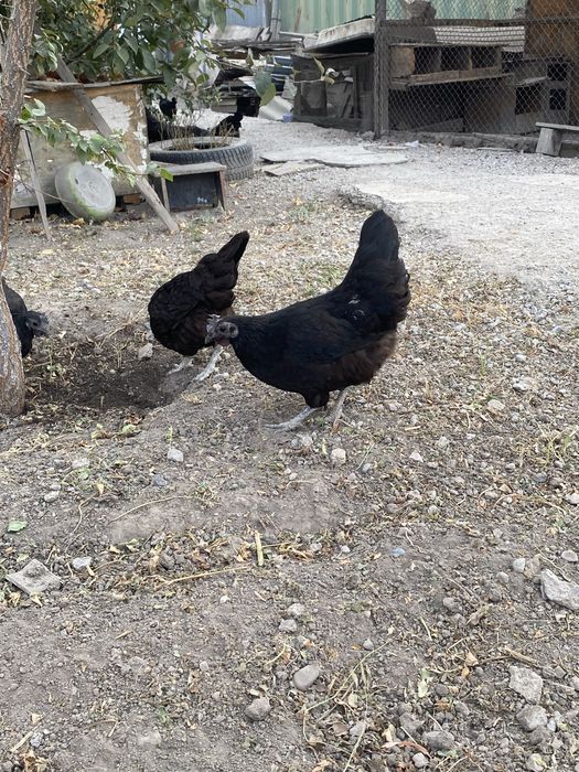 Продам куры ухейилюй