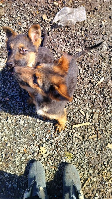 Щенок .Осталась девочка