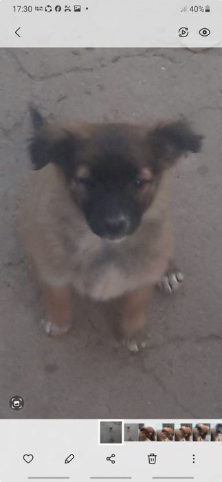 Отдам бесплатно щенков