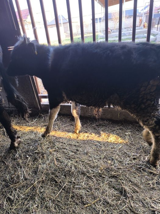 1 жасқа толатын патсос сатылады