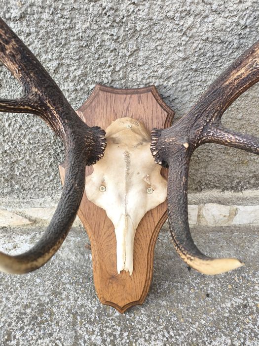 Трофей, рога от елен