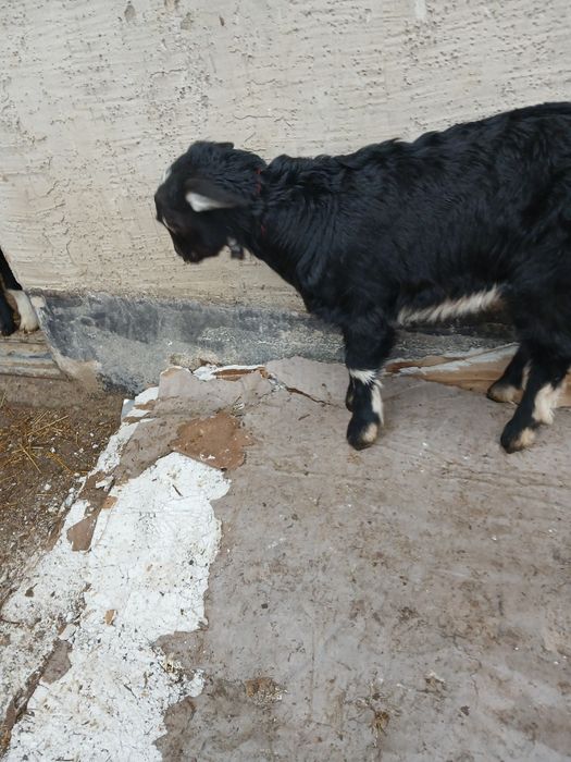 Екі ешкі, лақ лақ