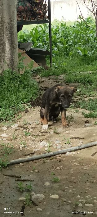 Kuchukchalar mexribon