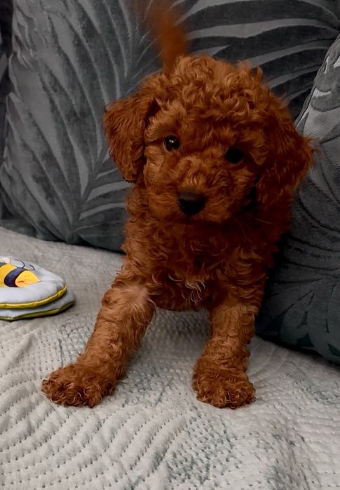 Пудел мини пудел