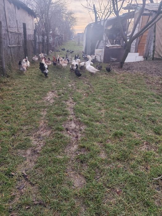 Vând găini și iepuri și rațe