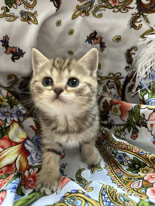 Продам шотландских котят