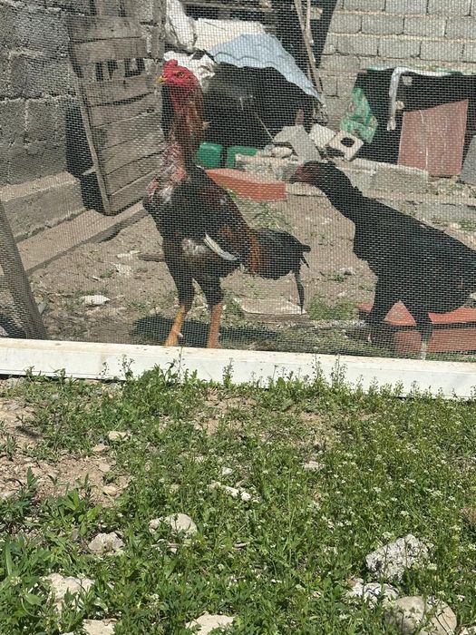 Дәкен қораз сатылады