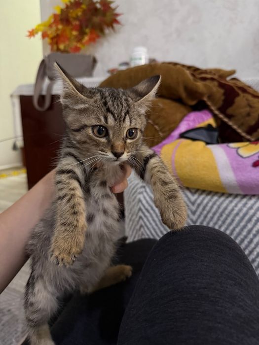 Котенок мальчик в добрые руки