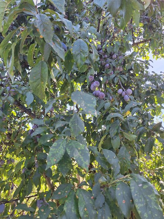 Prune de vanzare