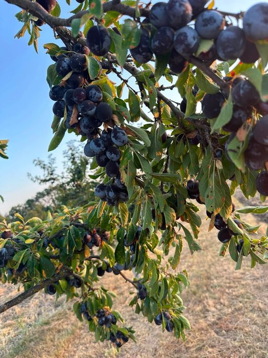 Prune negre, pentru țuică