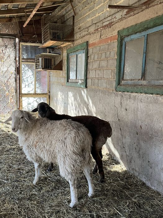 продам 2кошкарчика