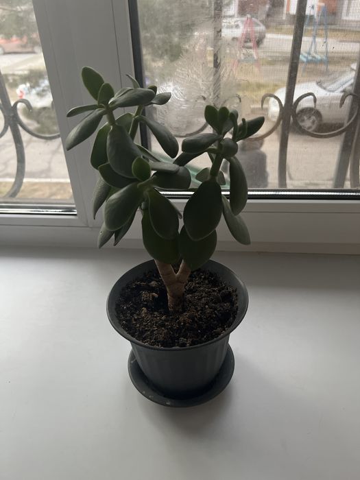 Продам комнатный цветок