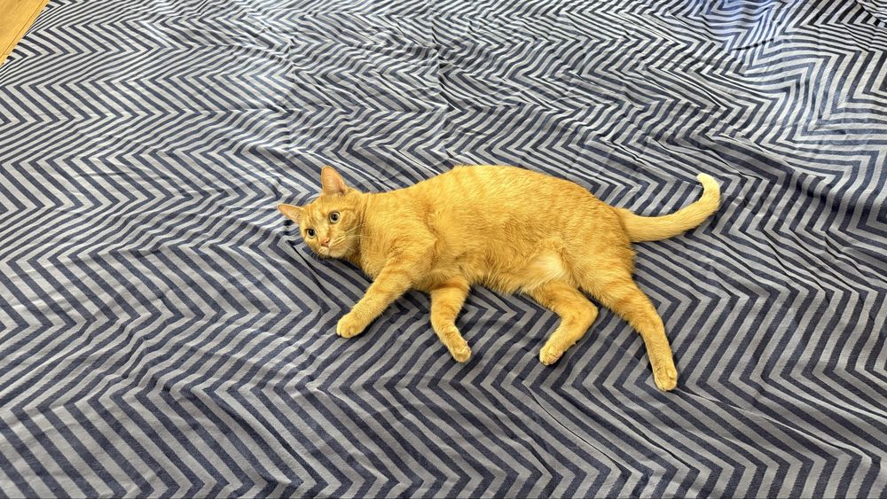 Ласковый домашний  кот ищет семью