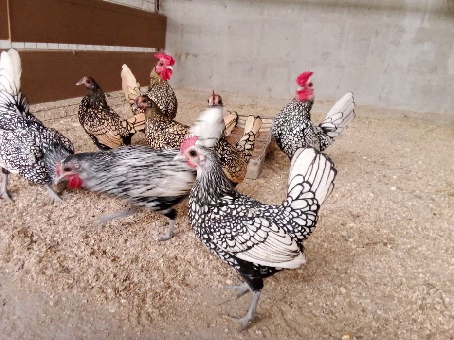 Pui,oua  pentru incubat gaini de rasa