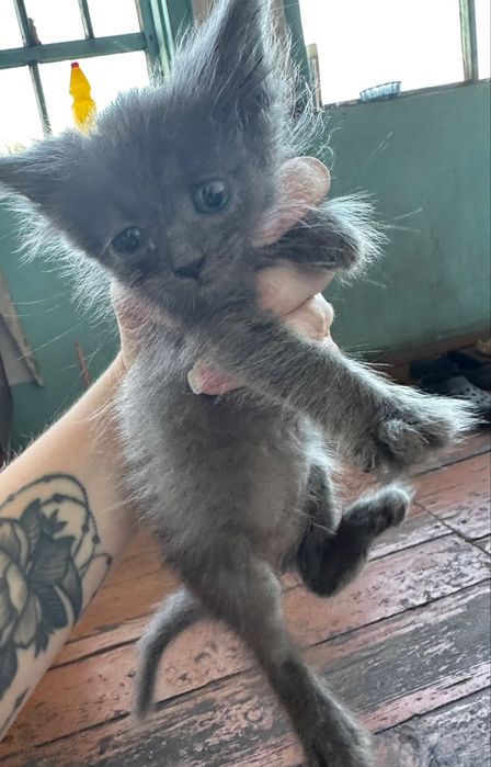 Отдам котят в добрые руки