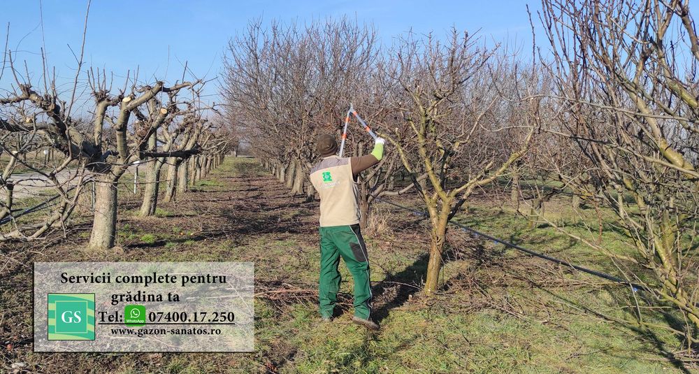 Toaletare pomi fructiferi în Arad/ Tăiere pomi, îngrijire livadă