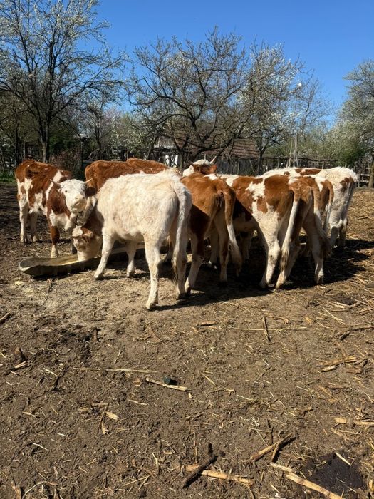Vând 10 juninci gestante