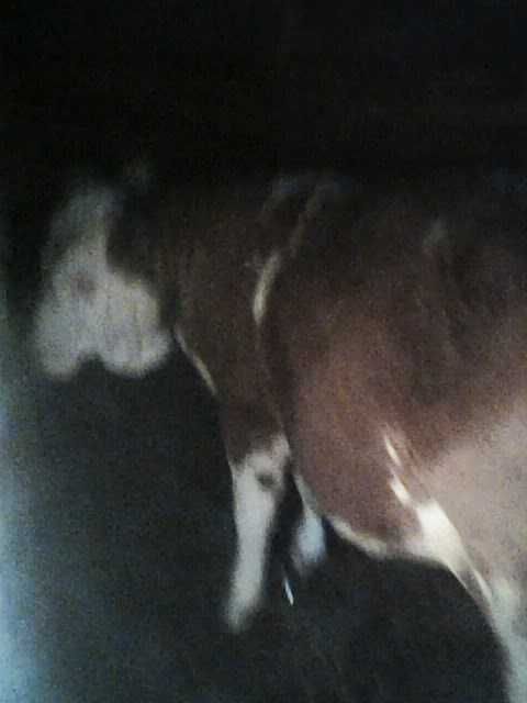 Juninca bălțată românească