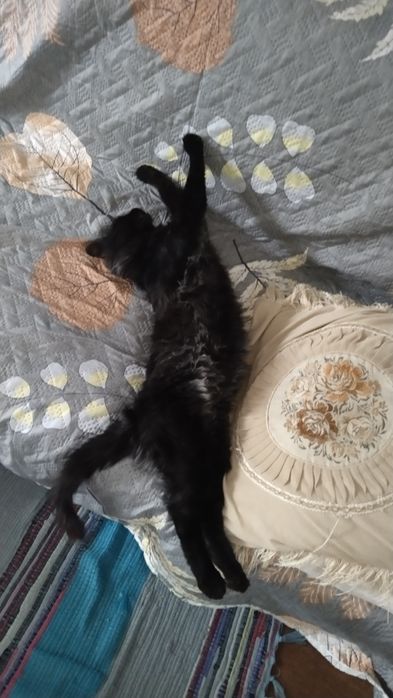 Передержка кошек