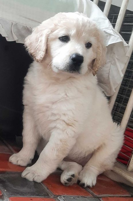 Продается девочка Голден ретривера