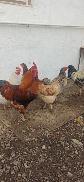 Қораздар сатылады