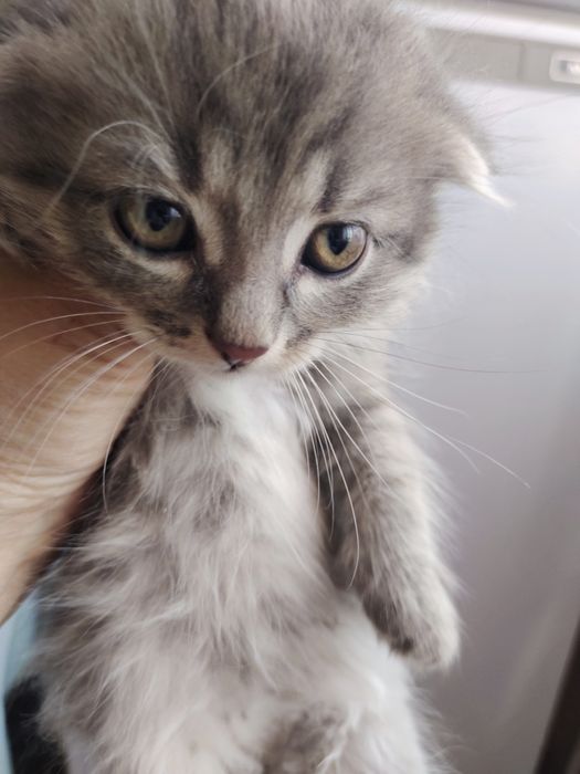 Отдам даром котят.