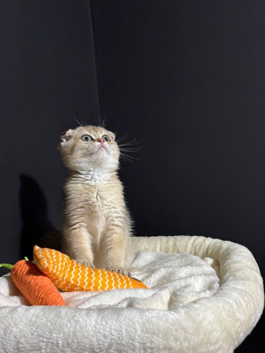 Шотландские котята шиншилла