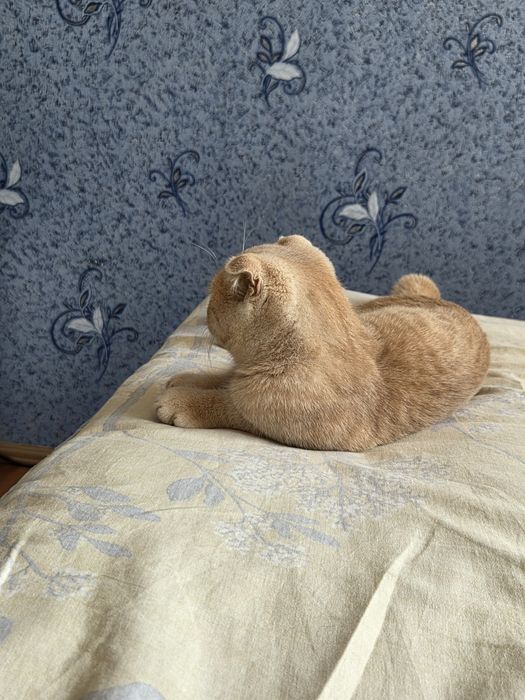 5 oyli aqilliy mushuk