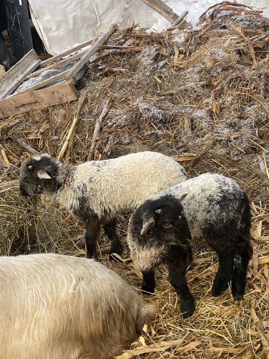 Vand. Miei. De. Doi.