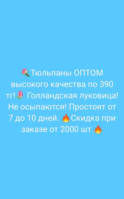 Качественные Тюльпаны оптом! Голландская луковица.