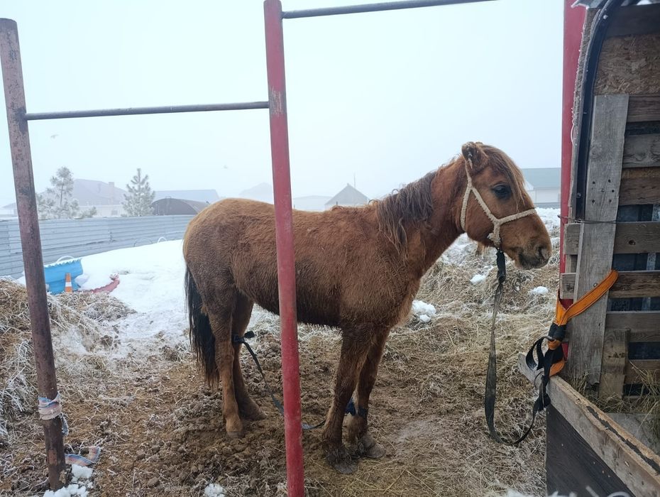 Продам в п.Талапкер байтал