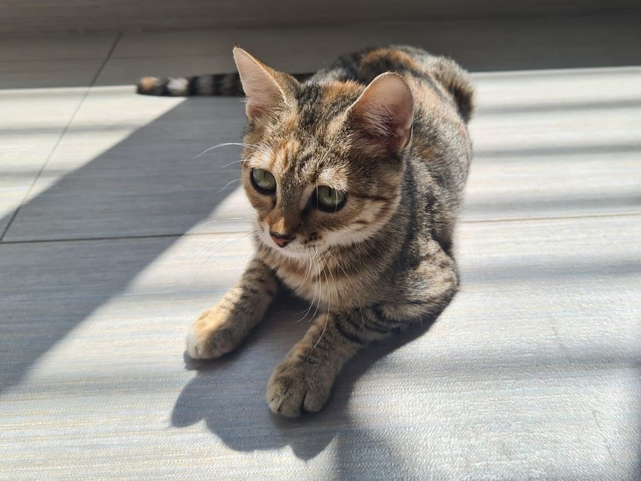 Шарено коте търси дом