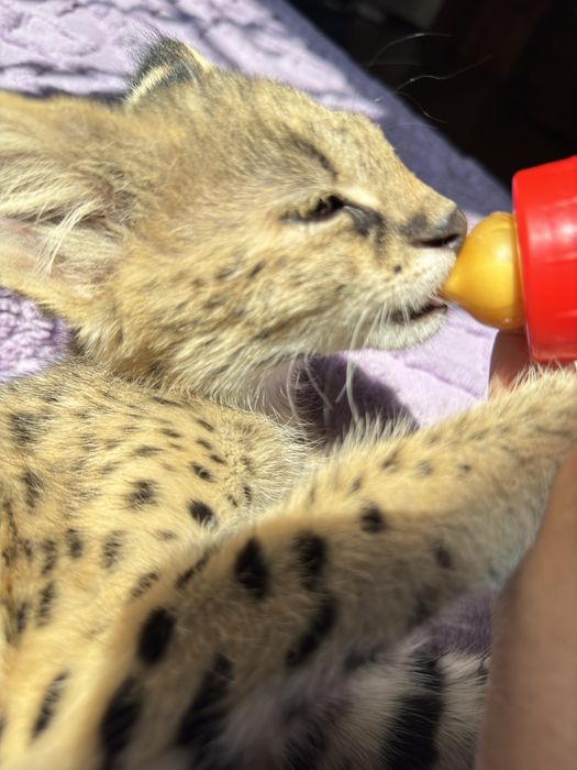 Сервал . Котенок сервала