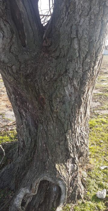 Продавам дърво Орех