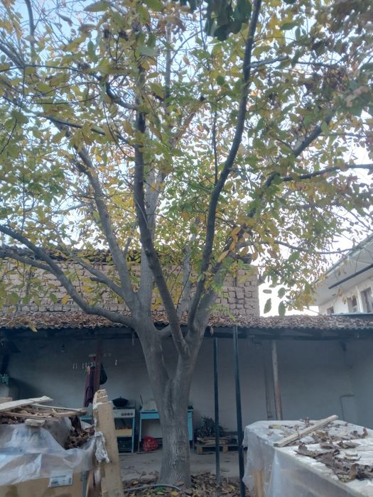 40 йиллик ёнгок, срочно