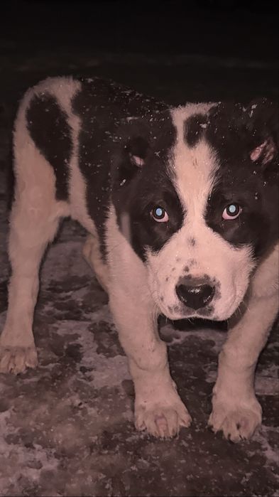 Супер тяж девочка линия бомба