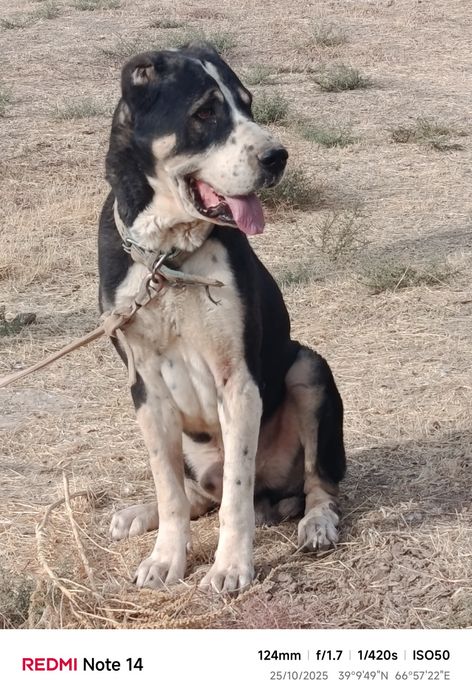 Alabay kuchukchalari