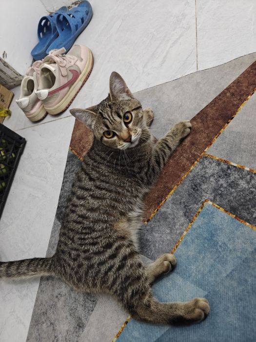 Отдам в добрые руки кошку