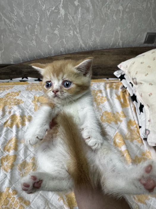 Продаются породистые котята породы шиншилла