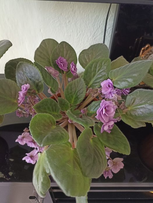 Фиалка продается с горшком