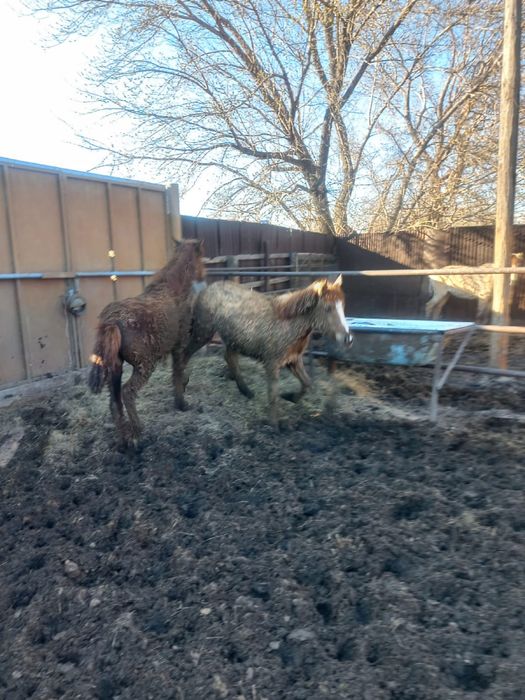 Қысыр бие құнан байтал сатылады откормда