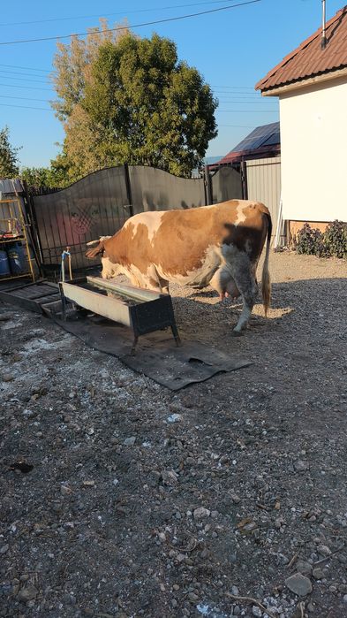 Vaca cu vitea de vânzare