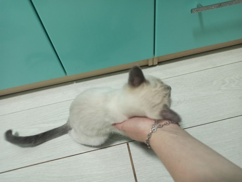 Отдам в добрые руки ласковая кошечка