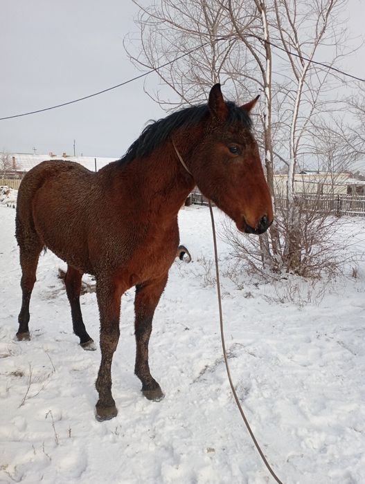 Жеребца трёх летка