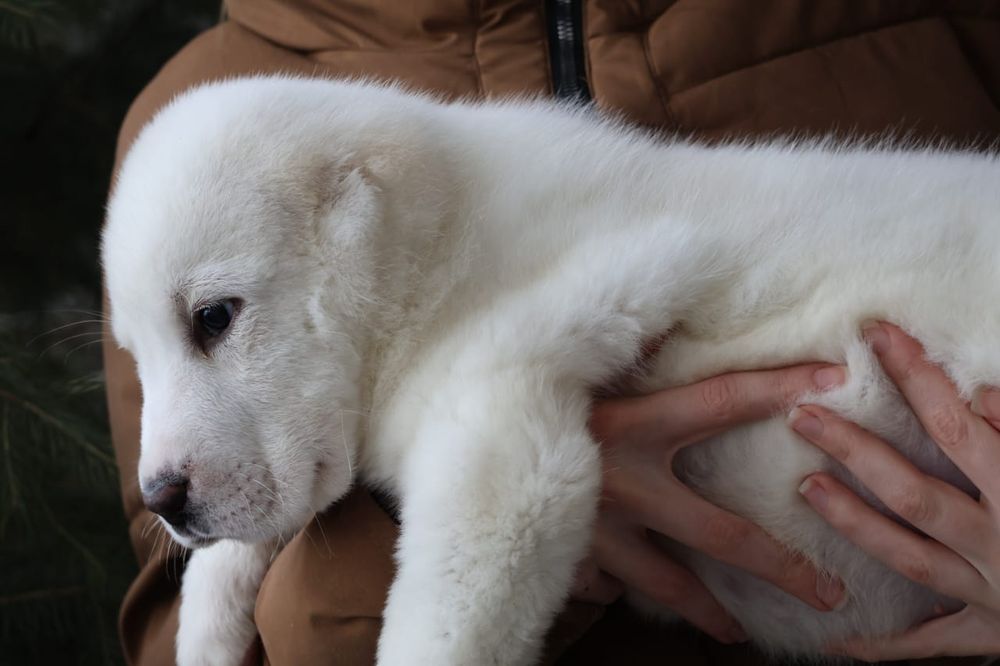Питомник предлагает щенков Алабая