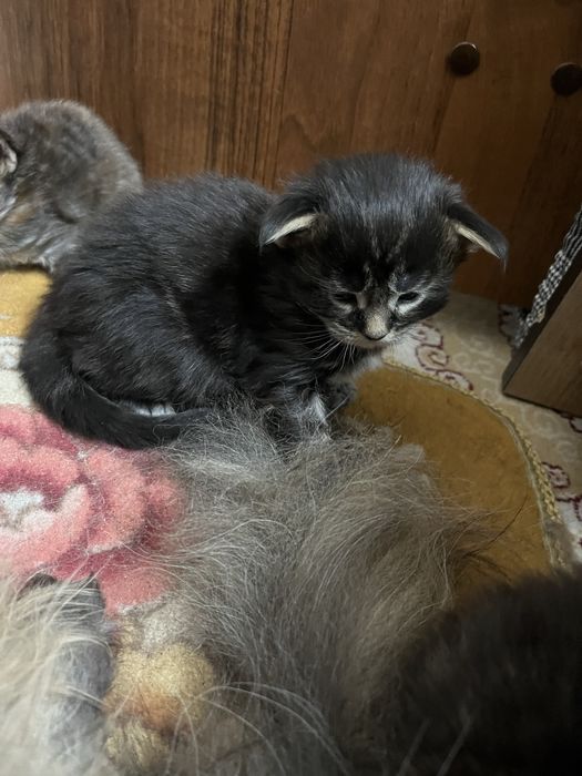 Продам котята Мейнкун